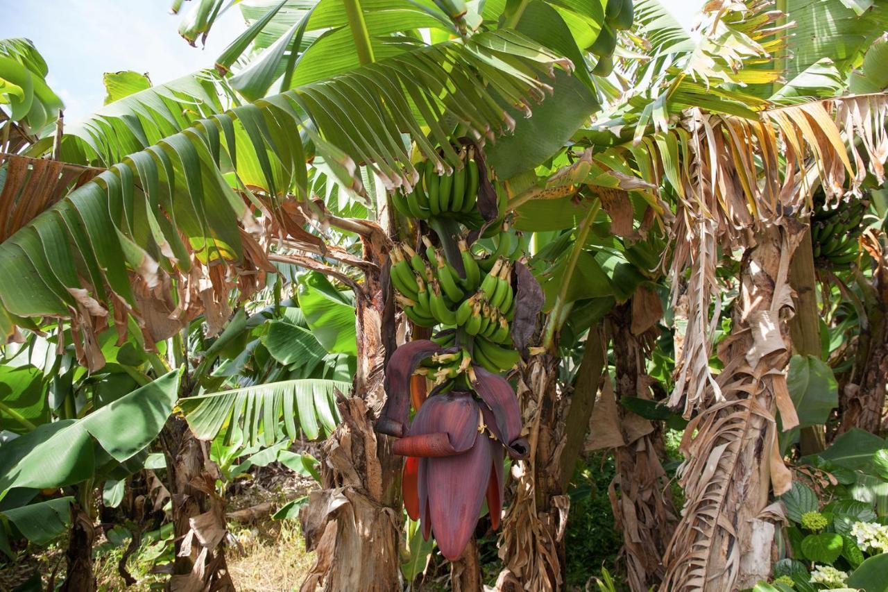 فيلا Quinta Do Pico Ponta Delgada المظهر الخارجي الصورة